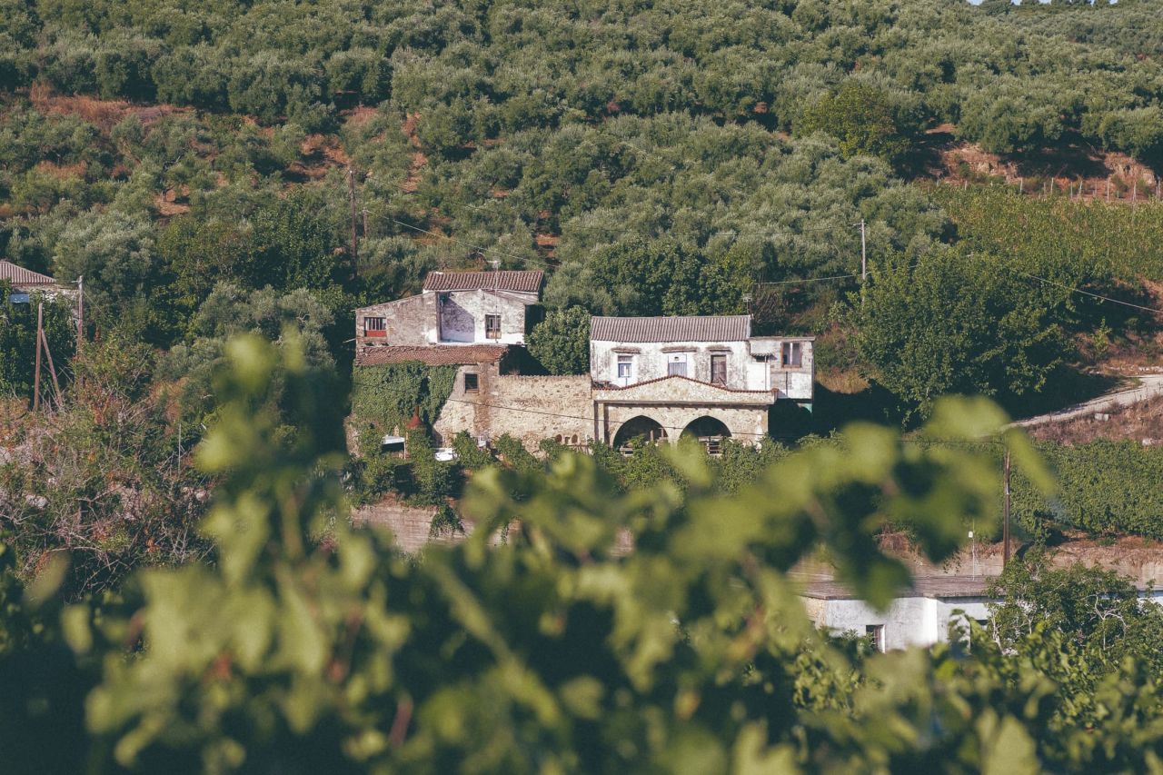 Olive groves and vineyards in the hills of Chania