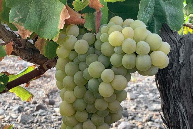 Under Assyrtiko's shadow