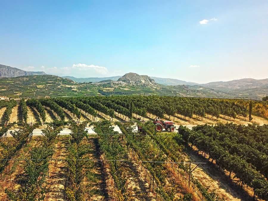 Στους αμπελώνες των Δαφνών