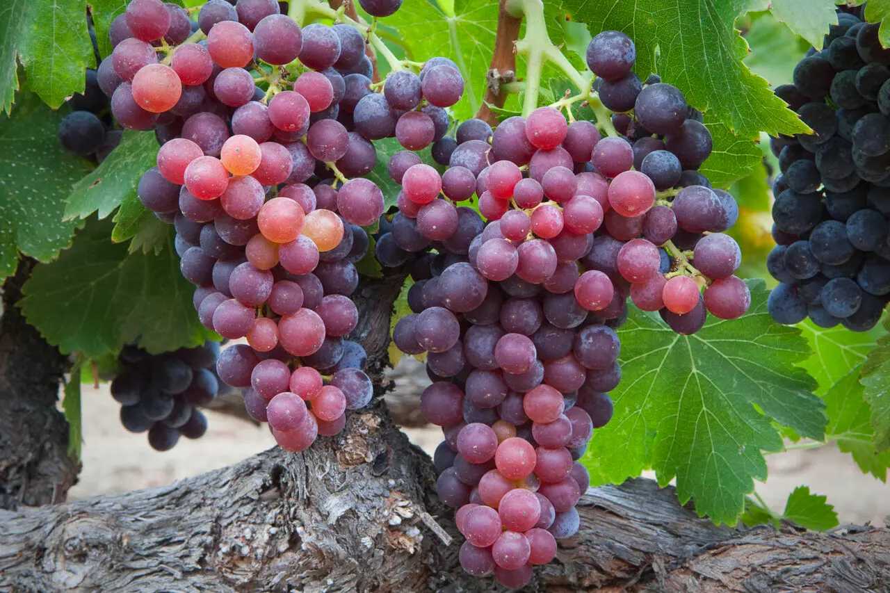 Grenache (γκρε-νάς)