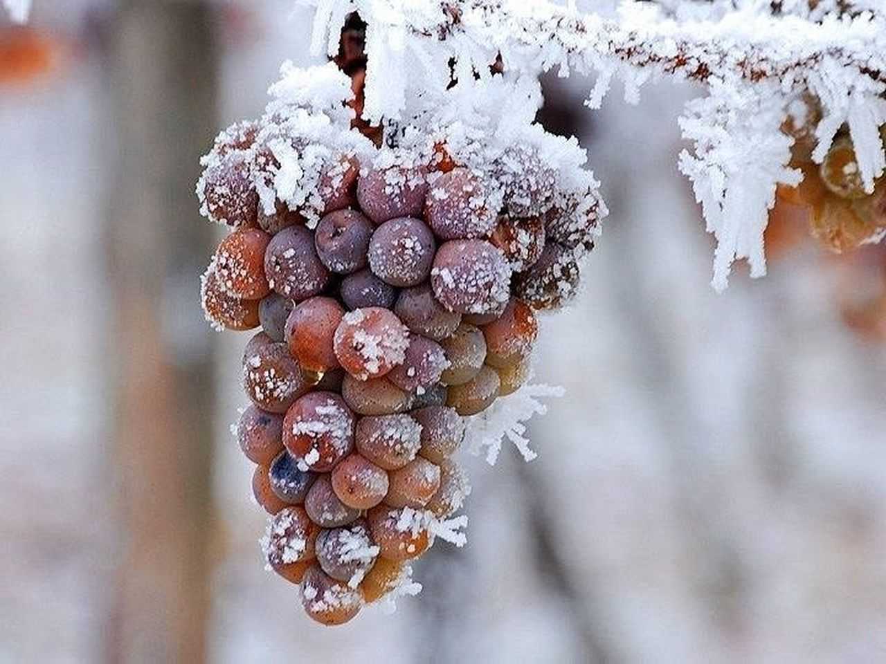 Κρασί του πάγου