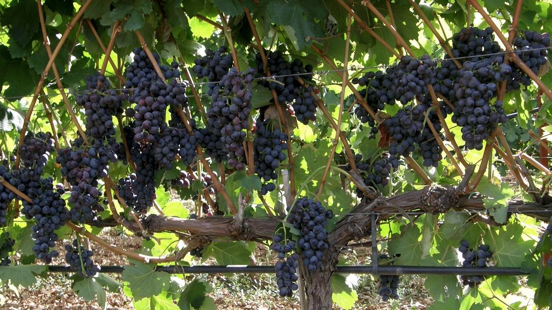 Ο εκπρόσωπος των Πεζών