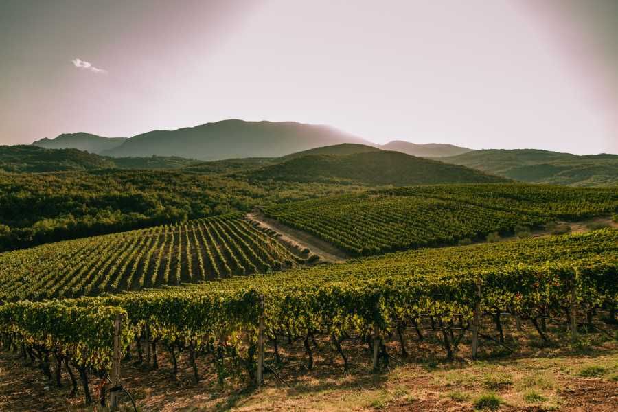 Vineyards on the slopes