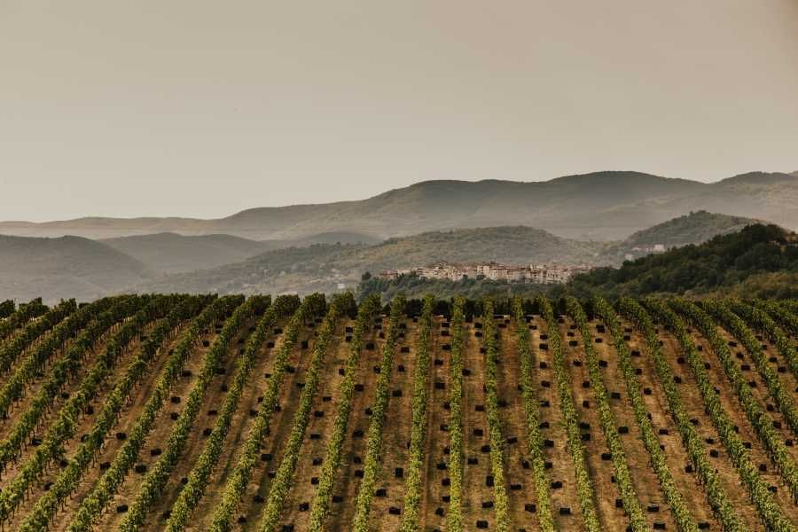 Linear installation in Yanakohori's vineyards