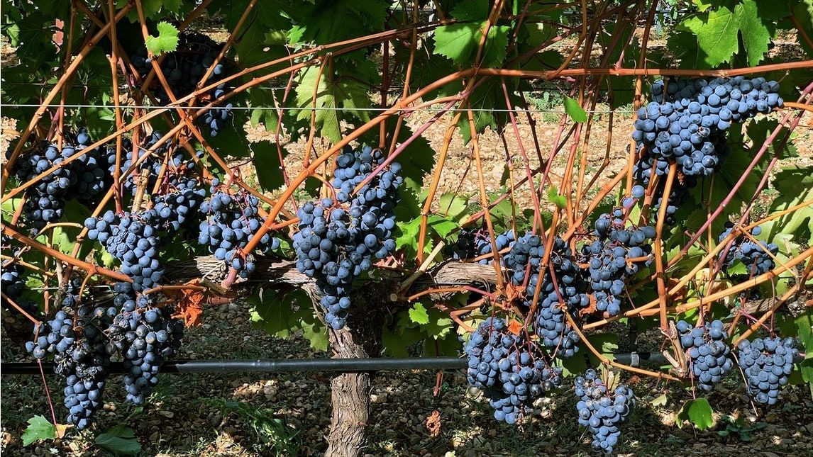 Η φινετσάτη ερυθρή ποικιλία της Θεσσαλίας