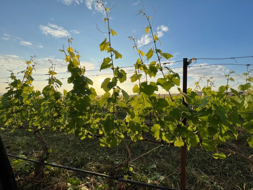 A family winery in Rematia, Farsala, in the heart of Thessaly