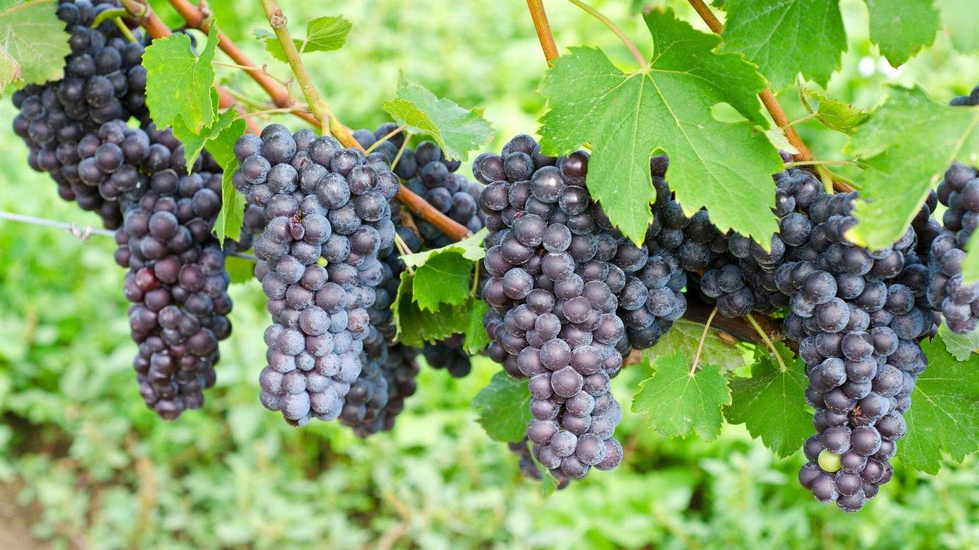 Nebbiolo (νε-μπιό-λο)