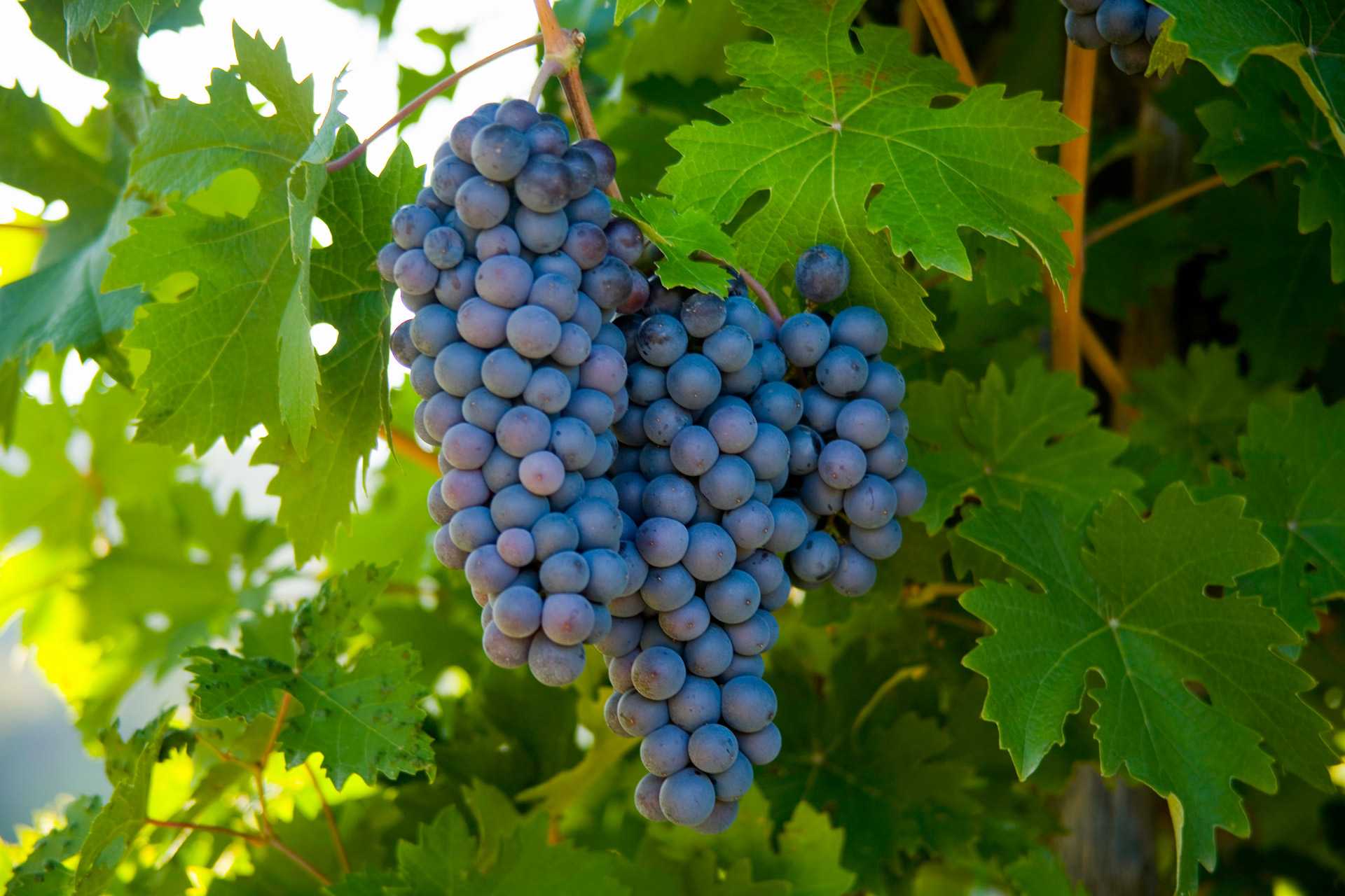 Sangiovese (σαν-τζο-βέζε)