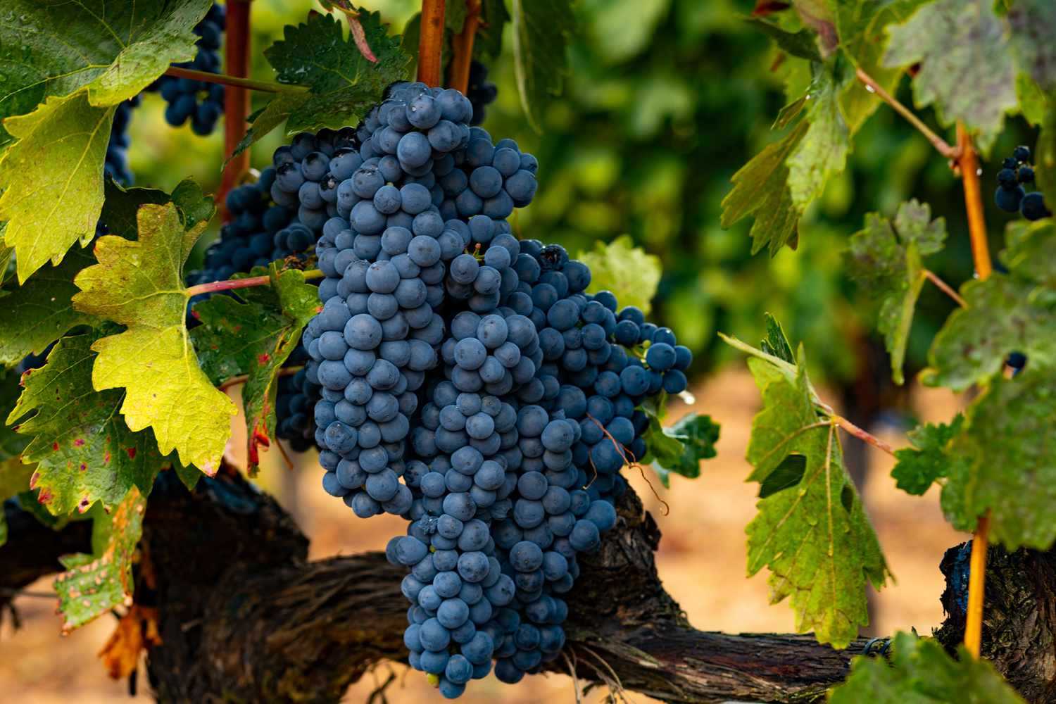 Tempranillo (τεμ-πρα-νί-γιο)