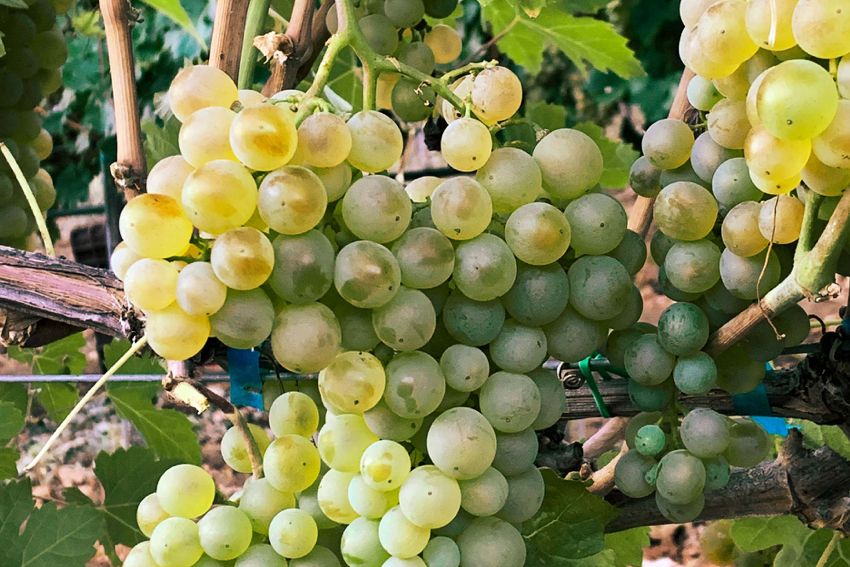 August's jewel